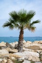 Lonely palm tree and rocks at the beach of Limassol, Cyprus Royalty Free Stock Photo