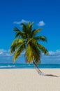 Lonely palm tree on a sandy beach