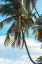 A lonely palm tree by the sea against the sky Royalty Free Stock Photo