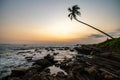 Lonely palm tree at sunset in Sri Lanka island. Beautiful sunset on a background of palm tree. Royalty Free Stock Photo