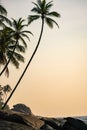 Lonely palm tree at sunset in Sri Lanka island. Royalty Free Stock Photo