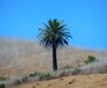 Lonely Palm Tree Malibu California