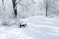 Lonely park bench among the cold white landscape of the city of Munich in the snow, park in winter, the concept of loneliness, Royalty Free Stock Photo