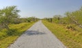 Lonely Path on a Barrier Island