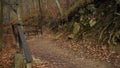 Lonely path of forest in autumn