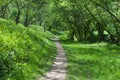 Lonely path in forest