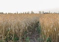 A lonely path through a golden wheat field, leading to the horizon Royalty Free Stock Photo