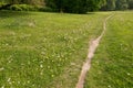 Lonely path on a green meadow with dandelions