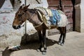 Lonely, pathetic and poorly cared donkey in the burning sun without water in Fez, Morocco Royalty Free Stock Photo