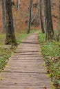 Lonely pathway inside wood