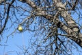 Lonely pear left on branch