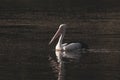 Lonely pelican swimming at Colleges Crossing