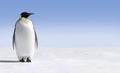 Lonely Penguin