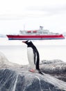 Lonely Penguin Royalty Free Stock Photo