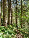 Lonely person walking in a forest