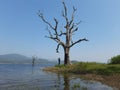 Lonely photographer standing below dry tree along the bank of lake