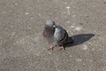 Lonely pigeon on the asphalt