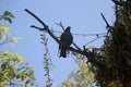 A lonely pigeon, darker shadow , waiting in the branch of tree blue sky