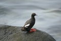 Lonely pigeon guillemot Royalty Free Stock Photo