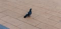 A lonely pigeon on the hot plates of the square. Summer, the sun.