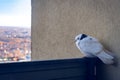 A lonely pigeon, on the railing of the balcony fence.