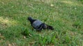 Lonely Pigeon resting on the Grass