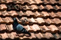 Lonely pigeon on a roof