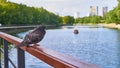 lonely pigeon sits on the embankment. close up. color