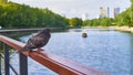 lonely pigeon sits on the embankment. close up. color