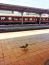 Lonely pigeon