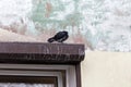 a lonely pigeon on the window, ruffled, frozen. concept of loneliness, cold day