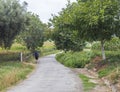 A lonely pilgrim walking in a road along the Camino de Santiago, Spain.