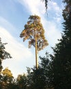 Lonely pine on a hillside overgrown with coniferous forest overlooking the goy