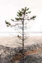 A lonely pine on an island