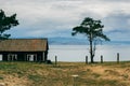 Lonely pine near the house