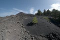 Lonely pine sapling colonize volcanic ash of cinder cone in Etna Park