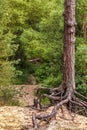 A lonely pine tree with beautiful horses stands on a cliff on the background of a green forest Royalty Free Stock Photo