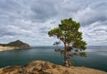 Lonely pine tree on a cliff above the lake Baikal Royalty Free Stock Photo