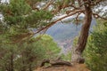 Lonely mountain pine tree in the Andorran Pyrenees