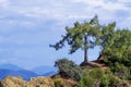 Lonely pine tree on a hill, cloudy background Royalty Free Stock Photo