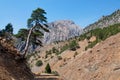 Lonely pine tree leaning over rocky roads in Royalty Free Stock Photo