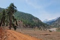 Lonely pine tree leaning over rocky roads in Royalty Free Stock Photo