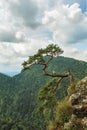 Lonely pine tree in the mountain