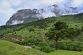 Lonely pine tree on a mountain slope