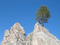 Lonely pine tree