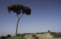 Lonely pine tree on Palatine hill Royalty Free Stock Photo