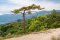 Lonely pine tree on pedestrian path in Cape Martyan natural reserve, Crimea, Black Sea shore, Ukraine Royalty Free Stock Photo