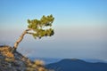 lonely pine tree rock, tree mountain Royalty Free Stock Photo