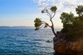 Pine tree on a rock Royalty Free Stock Photo