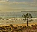 Lonely pine tree. Lonely pine tree on sand dunes and beach Royalty Free Stock Photo